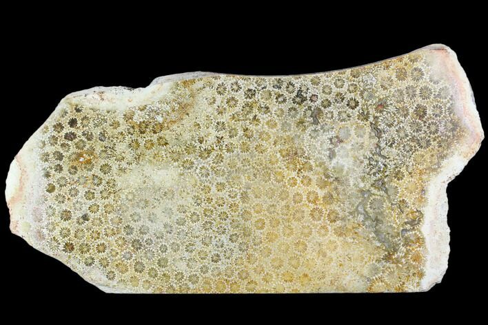 Polished, Fossil Coral Slab - Indonesia #112498